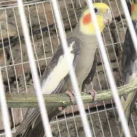 عروس هلندی خاکستری