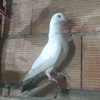 کبوتر