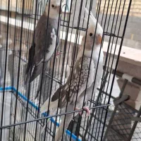 یک جفت عروس هلندی مولد خاص