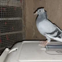 جوجه پلاکی