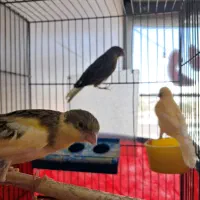 پرنده قناری