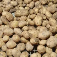 سیب زمینی درجه یک