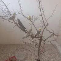 عروس هلندی لوس و نونور