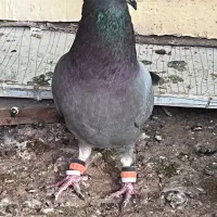 پرنده|پرنده|یاسوج, |دیوار