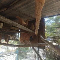 کبوتر|پرنده|بدره, |دیوار