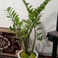 گل زامفولیا|گل و گیاه طبیعی|مریوان, |دیوار