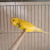 مرغ عشق نر، فنچ ماده