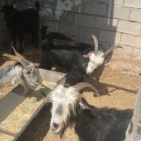 ۴راس بز نیمه گوشت سالم