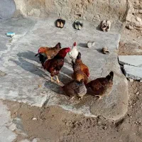 مرغ وخروس لاری