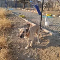 سگ سرابی نگهبان|سگ|شهریار, شهریار|دیوار