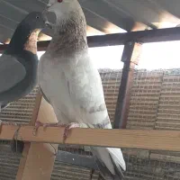 کبوترپرشی تضمینی|پرنده|ابریشم, |دیوار