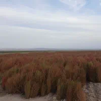 جارو|جاروبرقی، جارو شارژی، بخارشو|اسفراین, |دیوار