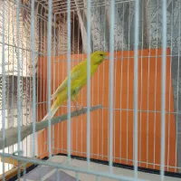 قناری رسمی بلند|پرنده|مشهد, امام خمینی|دیوار