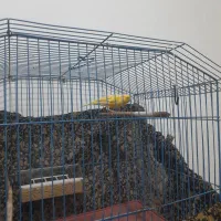 قناری نر|پرنده|بوشهر, |دیوار