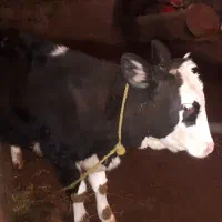 کوساله ماده سالم خوش خوارک