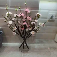 شکوفه بهاری نو آکبند