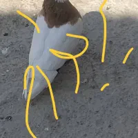 ماده طوقی پرتقالی