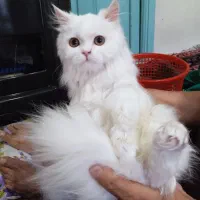 گربه  پرشین 10ماهه ساکت آروم|گربه|خوی, |دیوار