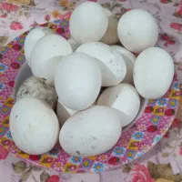 تخم مرغ گلین