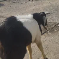 نری جوان و سرحال|حیوانات مزرعه|رودخانه, |دیوار