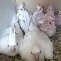 عروس هلندی البینو و لوتینو جفت های مولد تضمینی