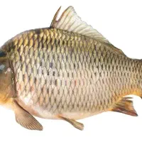 ماهی کپور