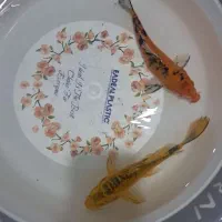 ماهی قرمز|ماهی|بهارستان, |دیوار