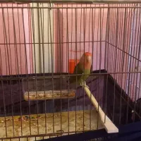 برزیلی طوطی|پرنده|شوشتر, |دیوار