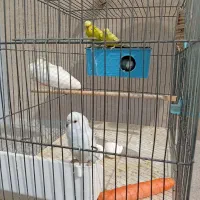 یه جفت مرغ عشق  همراه با جوجه و و سایل و قفس