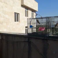 سهره جوجه قفس