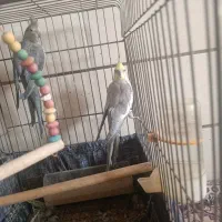 دو جفت عروس هلندی بالغ|پرنده|شیراز, کوشک میدان|دیوار