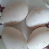 تخم غاز نطفه دار