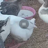 فروش غاز محلی تعداد بالا