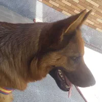 سگ ژرمن ماده