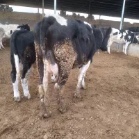 نوبر شیری|حیوانات مزرعه|مرودشت, کناره|دیوار