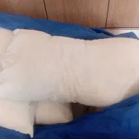 متکا با پشم گوسفندی|رختخواب، بالش، پتو|الیگودرز, |دیوار