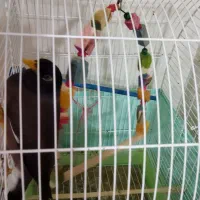 مرغ مینا|پرنده|فردیس, نگارستان|دیوار