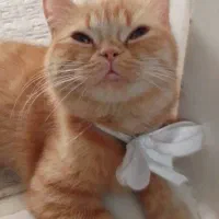 گربه