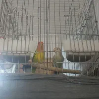 طوطی برزیلی