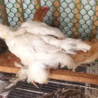 مرغ‌مادر با شش‌تا جوجه‌یک‌ماهه‌اش