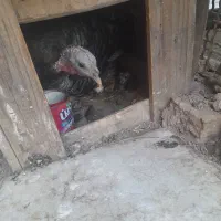 بوقلمون