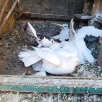 کفتر هلندی|پرنده|قم, نخودی|دیوار