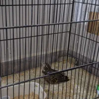 جوجه|پرنده|گرگان, |دیوار