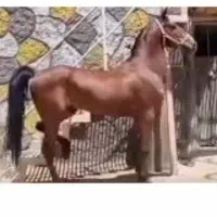 کره اسب نریون ۲سال و نیم نژاد کرد