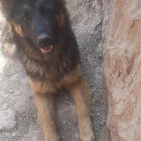 سگ ژرمن شپر ماده