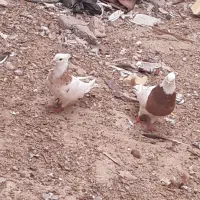 کفتر و مرغ محلی|پرنده|بندر ماهشهر, |دیوار