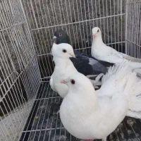 ساتن سفید کاکلی سینه فر|پرنده|مشهد, عامل|دیوار