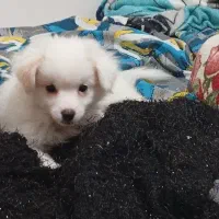 آشپیتز پامر|سگ|رشت, آتشگاه|دیوار