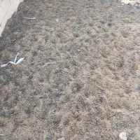 کودگوسفندی|خدمات باغبانی و درختکاری|کرج, شهر صنعتی|دیوار