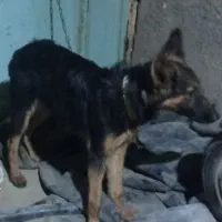 یه قلاده ماده هفت ماهه ژرمن شولاین|سگ|بندر امام خمینی, |دیوار